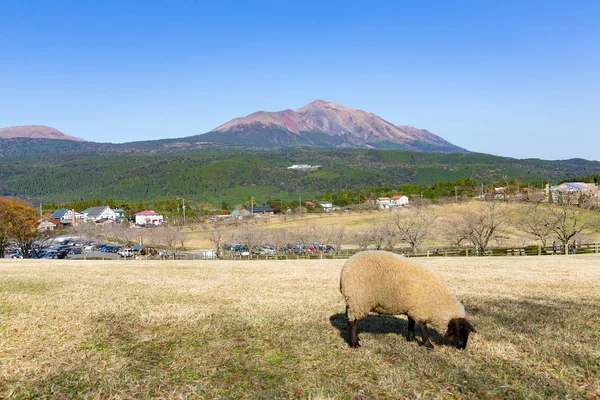 Fazenda de ovelhas com montagem Kirishima — Fotografia de Stock