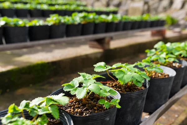 Green Sprout in pots — Stock Photo, Image