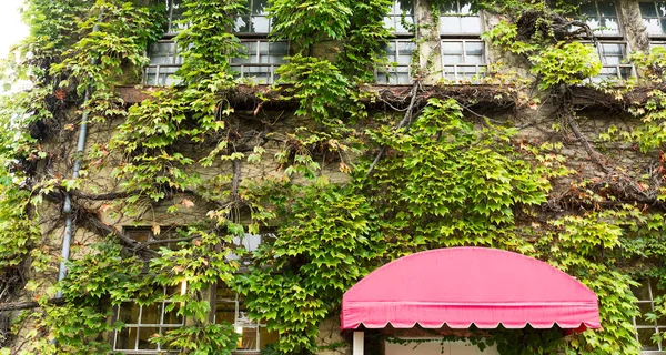 Creeper verde en el edificio de la tienda — Foto de Stock