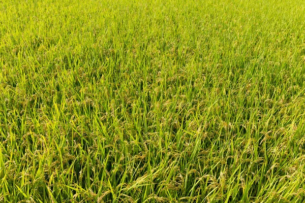 Reisfeld mit frischem Reis — Stockfoto