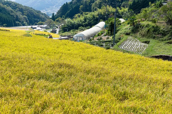 Reisbauernhof in Japan — Stockfoto