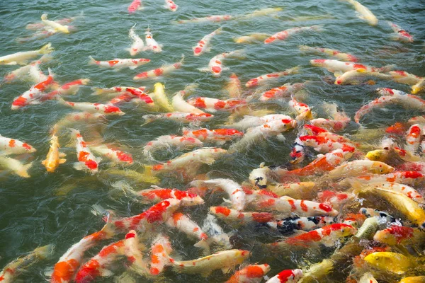 Många Koi fiskar i damm — Stockfoto