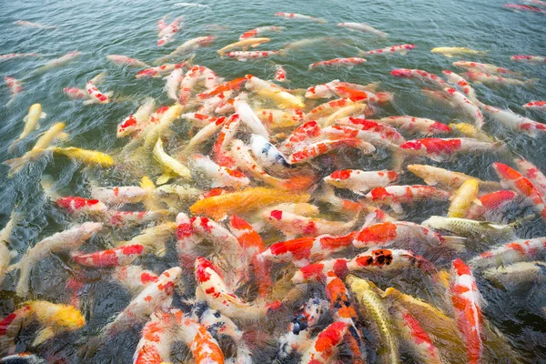 Многие кои рыбы в пруду — стоковое фото