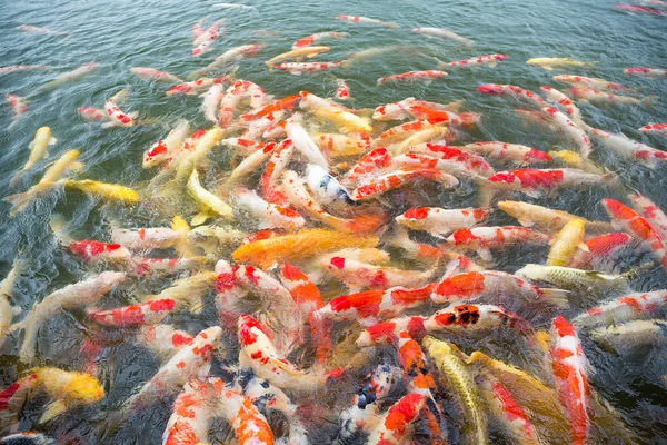 Viele Koi-Fische im Teich — Stockfoto