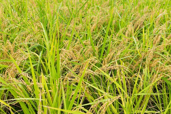 Campo de arroz verde — Fotografia de Stock