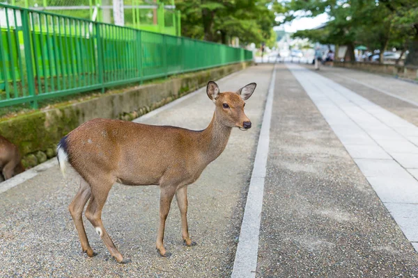 Wilde herten in Nara park — Stockfoto