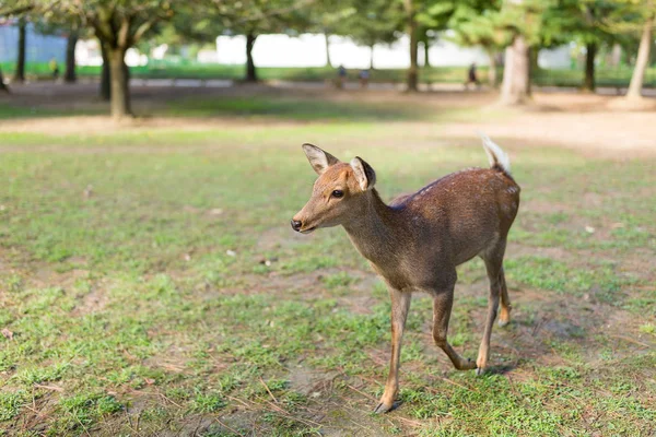 Hjorte i Nara Park - Stock-foto