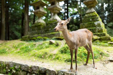 Deer in Japanese temple clipart