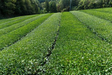 yeşil çay çiftlik 