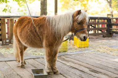 Çiftlikte küçük at