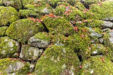 Tuğla duvar doku moss ile