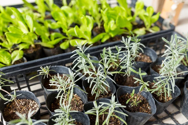 Sprout in pots close up — Stock Photo, Image