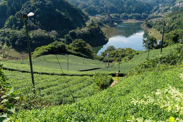 Granja de plantación de té — Foto de Stock