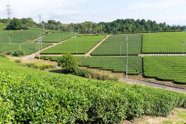 Hermosa granja de té verde fresco —  Fotos de Stock