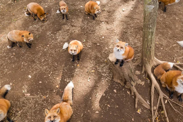 Raposas à procura de comida na floresta — Fotografia de Stock