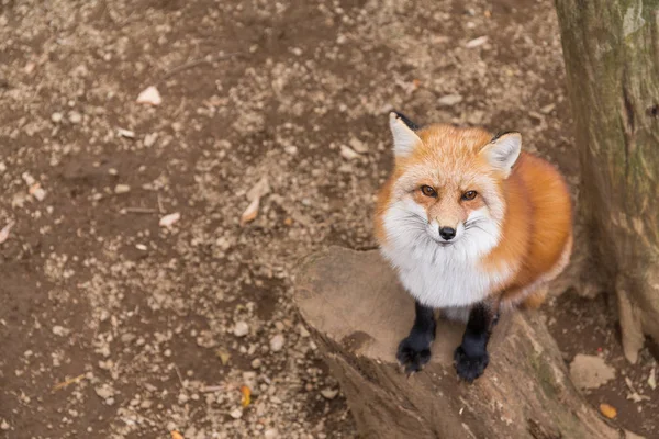 Red fox närbild — Stockfoto