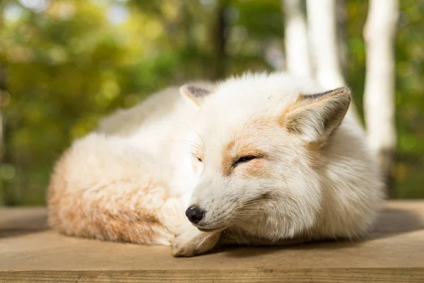 Fox dormindo ao ar livre — Fotografia de Stock