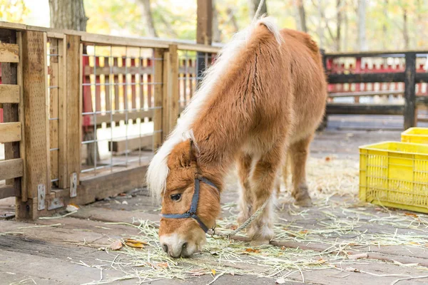 Cheval manger de l'herbe dans la ferme — Photo