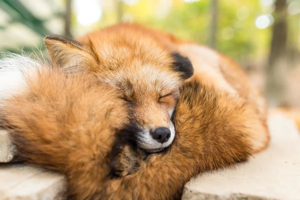 Sleepy fox at outdoor — Stock Photo, Image