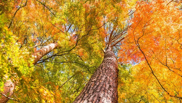 秋の季節のカエデの木 — ストック写真
