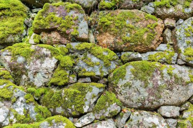 moss ile tuğla duvar
