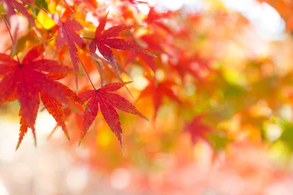 Liście klonu w sezonie jesiennym — Zdjęcie stockowe