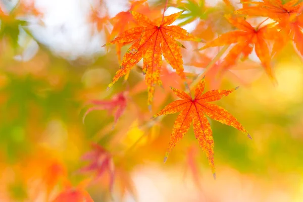 Liście klonu w sezonie jesiennym — Zdjęcie stockowe