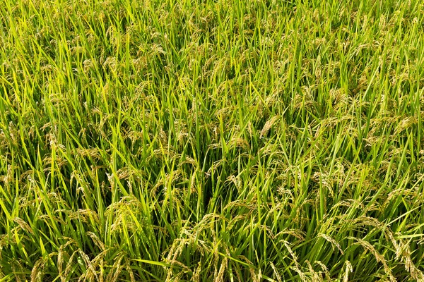 Campo de arroz verde paddy — Fotografia de Stock