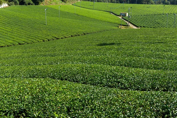 Campo de té verde fresco —  Fotos de Stock