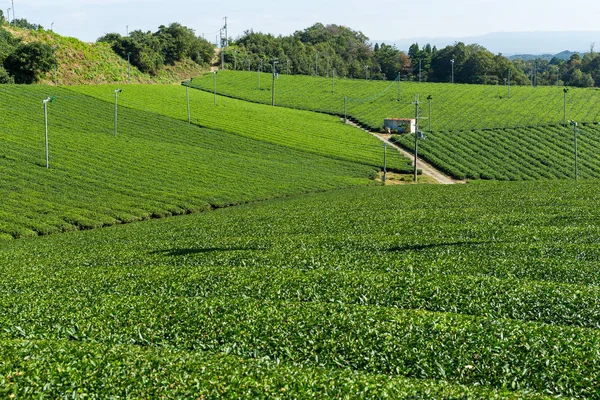 Zieloną herbatę pola — Zdjęcie stockowe