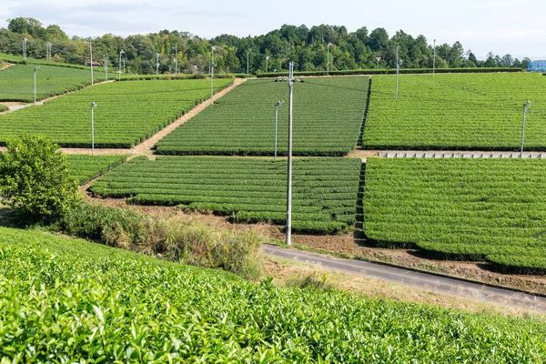 Zelené čajové plantáže — Stock fotografie