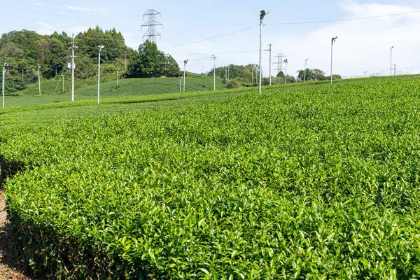 Hermosa plantación de té verde —  Fotos de Stock