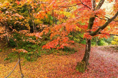 Akçaağaç Sonbahar sezonu