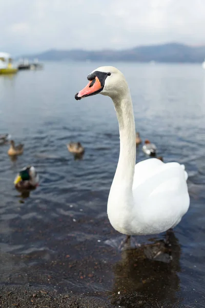 Πάπιες και swan στο στην πλευρά της λίμνης — Φωτογραφία Αρχείου