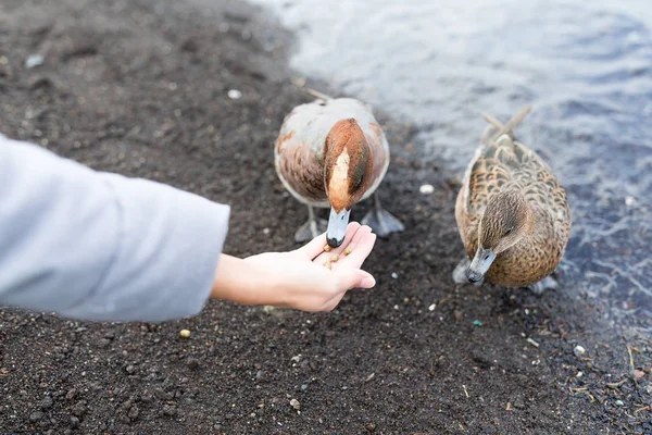 女孩在湖边喂鸭 — 图库照片