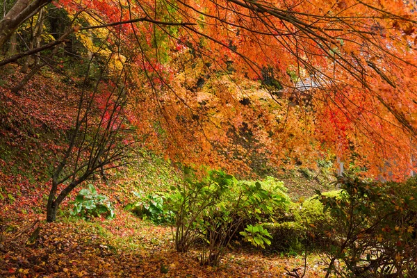 Klony w sezonie jesiennym — Zdjęcie stockowe