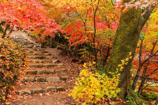 Vaahterapuut syksyllä — kuvapankkivalokuva