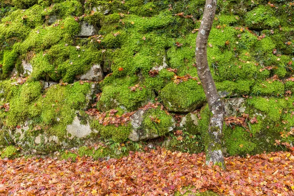 Parede de rocha e pedra com árvores de bordo — Fotografia de Stock