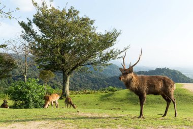 Highland üzerinde otlatma geyik