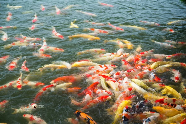 Swimming Koi fish in pond — Stock Photo, Image