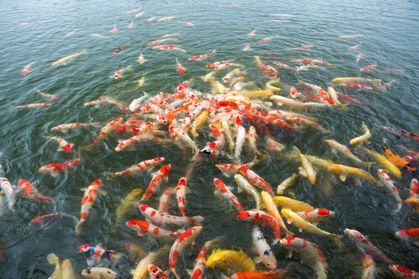 연못에서 수영 하는 물고기 잉어 — 스톡 사진