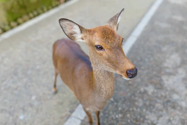 Cervos adoráveis no parque Nara — Fotografia de Stock