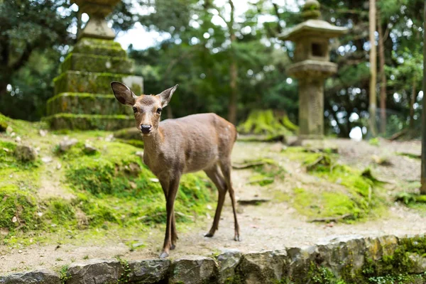 Piccolo cervo che cammina nel tempio — Foto Stock