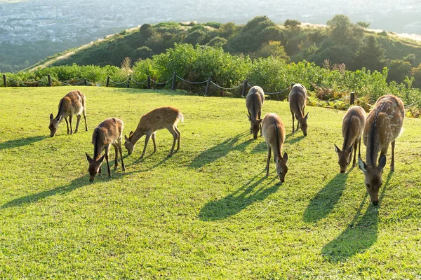 Ciervo en el Monte Wakakusa y comiendo hierba — Foto de Stock