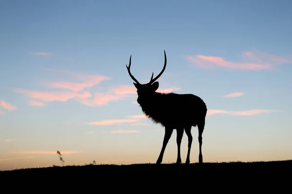 Silhueta de veados com pôr do sol — Fotografia de Stock