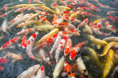 Japon Koi Carps balık Yüzme