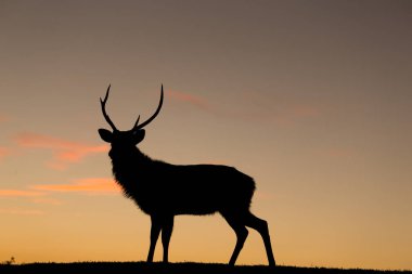 Geyik akşam silüeti