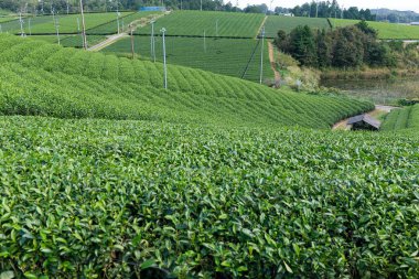 Taze yeşil çay plantasyon highland caddesinde