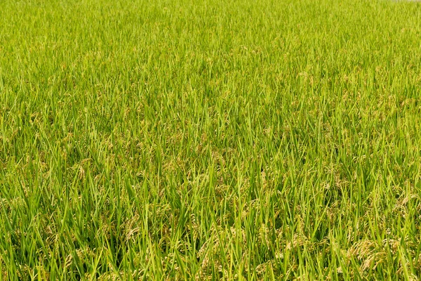 Campo de arroz con arroz — Foto de Stock