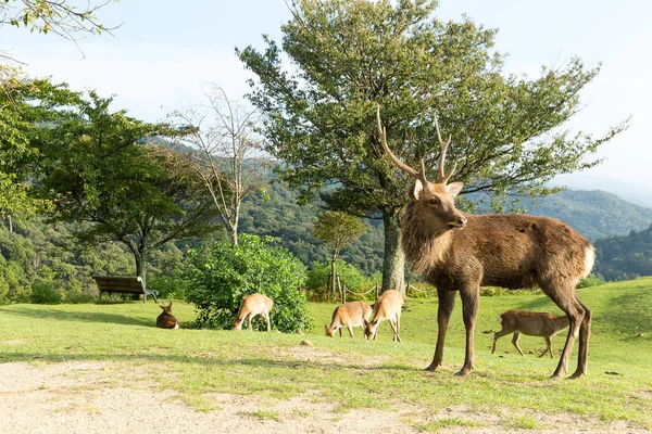 Cervo cervo al pascolo sul prato — Foto Stock